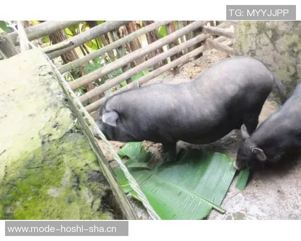 梅州五华县超冠军奖励肥猪寓意财富满满引发热议